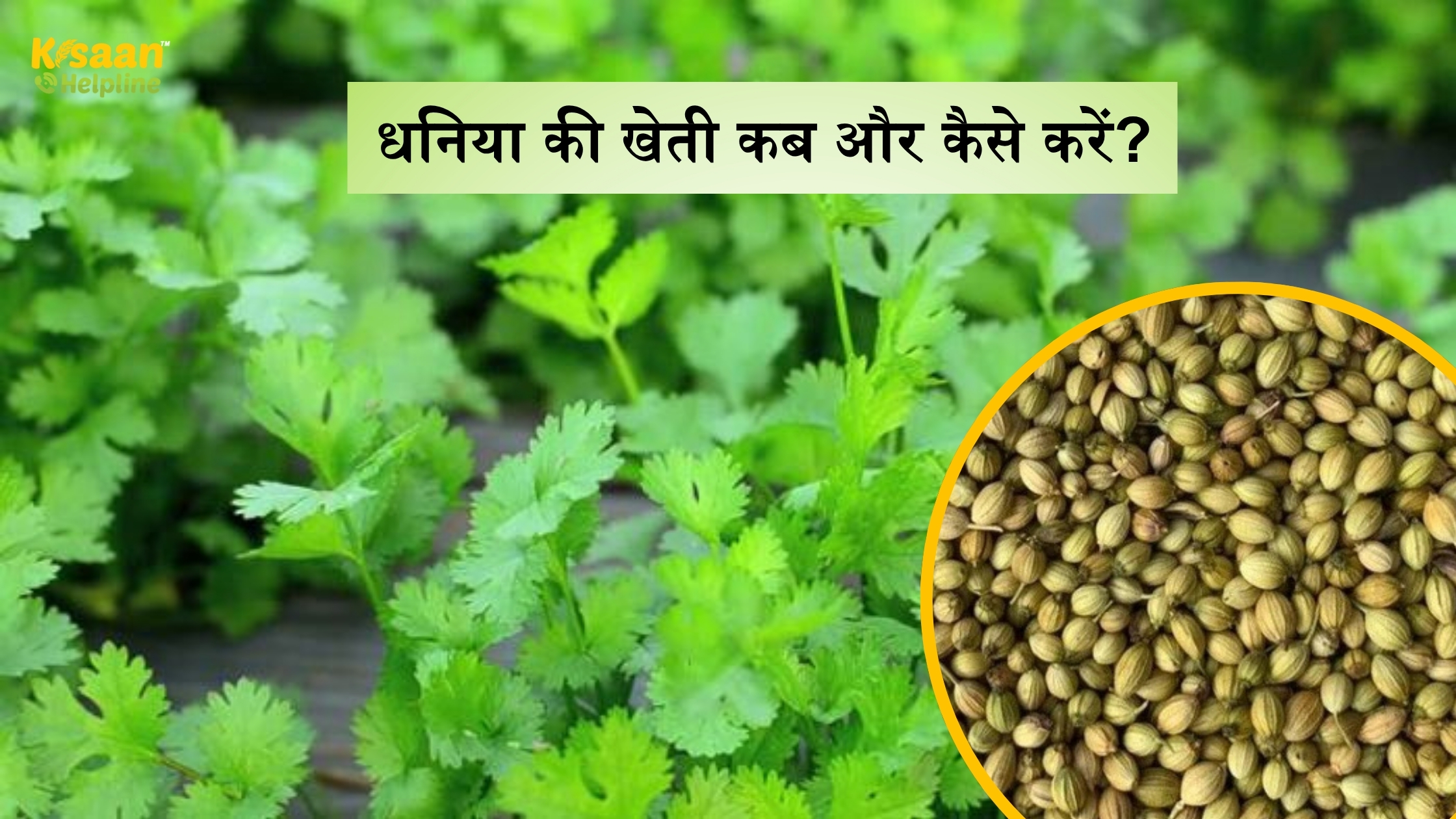 धनिया की खेती कब और कैसे करें: किसानों के लिए पूरी जानकारी