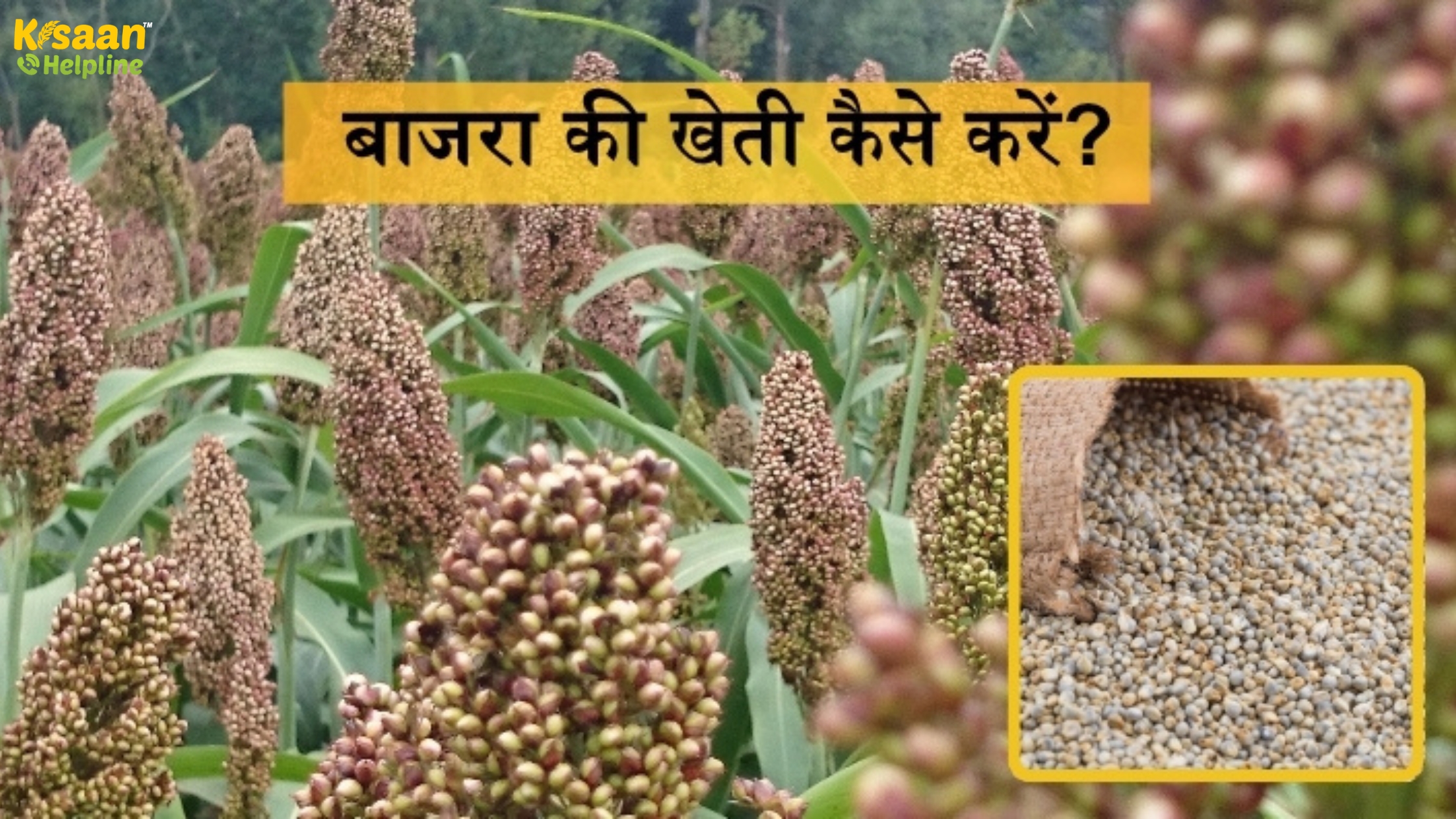 बाजरा की खेती कैसे करें? जानिए उन्नत विधि और बेहतर पैदावार के तरीके