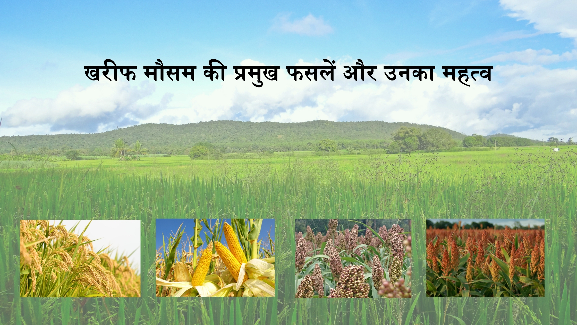 खरीफ मौसम की प्रमुख फसलें और उनका महत्व