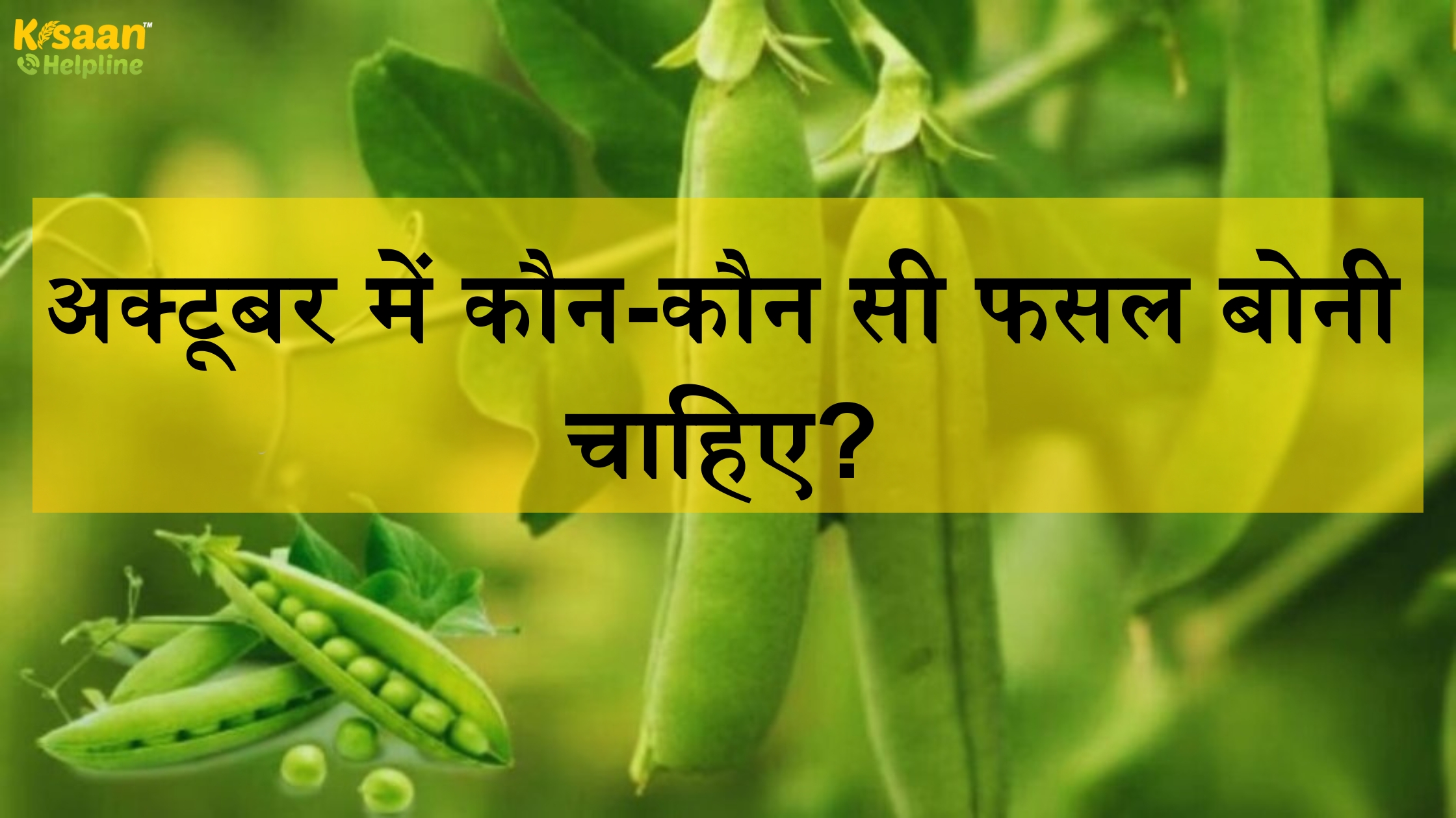 अक्टूबर में कौन-कौन सी फसल बोनी चाहिए?