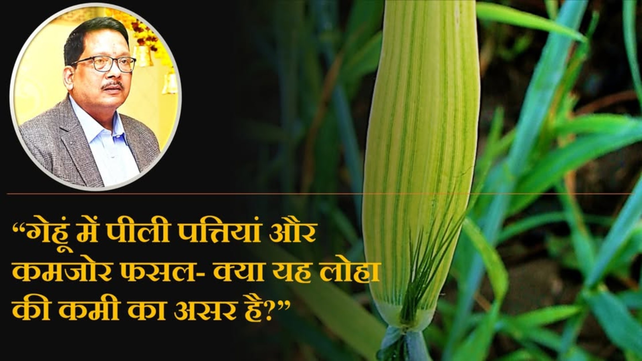 गेहूं में पीली पत्तियां और कमजोर फसल क्या यह लोहा की कमी का असर है?