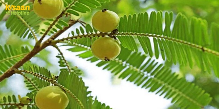 औषधीय गुणों से भरपूर आंवला भी विभिन्न रोगों से होता है प्रभावित, जानते है आंवला को कैसे बचाएं इसमें लगने वाले विभिन्न रोगों से?