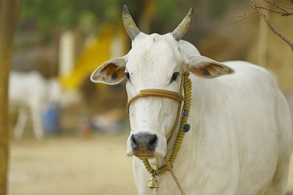 गाय पालन एक उन्नत व्यवसाय