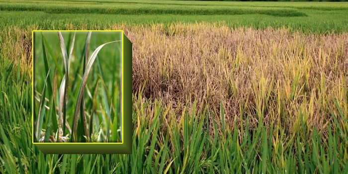 बैक्टीरियल लीफ ब्लाइट धान की एक बहुत प्रमुख एवं विनाशकारी बीमारी कैसे करें प्रबंधित?