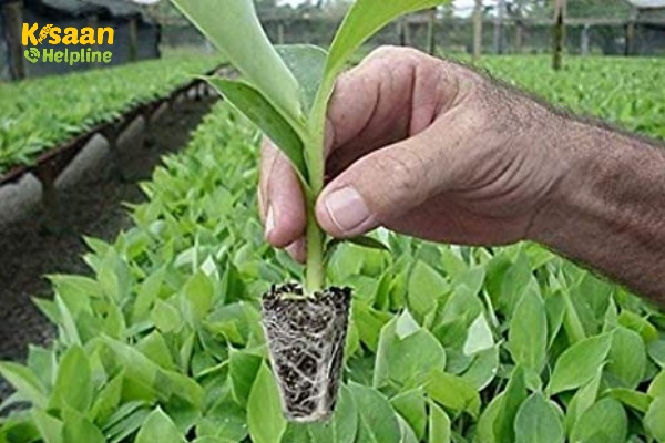 केला रोपण का समय भी निर्धारित करता है की उपज एवं लाभ कितना होगा