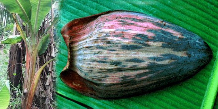 केला में लगनेवाली विषाणुजनित बीमारी बनाना ब्रैक्ट मोज़ेक वायरस और इसका प्रबंधन कैसे करें?