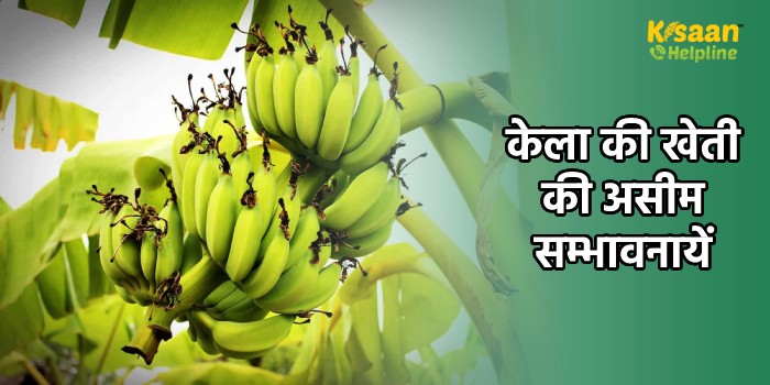 केला की खेती करनी है तो तैयारी अभी से शुरू करें