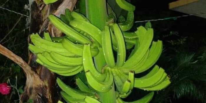 आइए जानते है बाज़ार में अच्छे दाम पाने के लिए केले को कैसे तैयार करते है ?