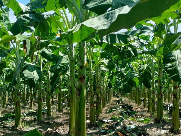 केला कल्पवृक्ष है इसके हर हिस्सा का लाभकारी उपयोग होता है