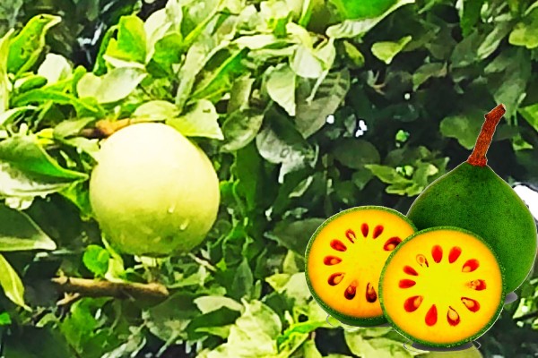 आइए जानते है बेल के प्रमुख प्रजातियों एवम इसमें लगने वाले रोगों के बारे में की उन्हे कैसे प्रबंधित करेंगे ?