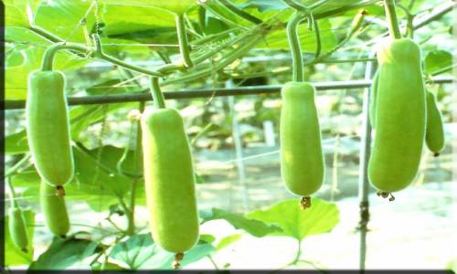 लौकी की खेती प्रौद्योगिकी