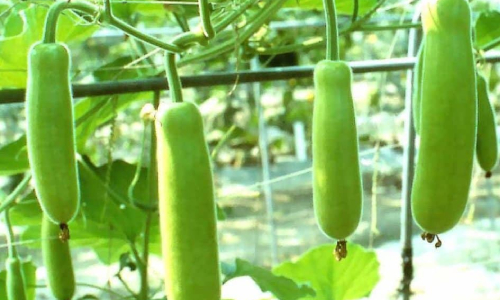  लौकी की खेती एवं महत्व