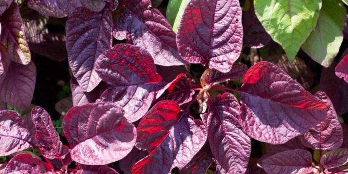 चौलाई के फायदे और उपयोग