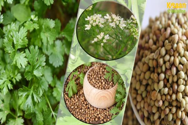 धनिया की खेती