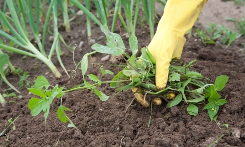 फसलों में निराई – गुड़ाई