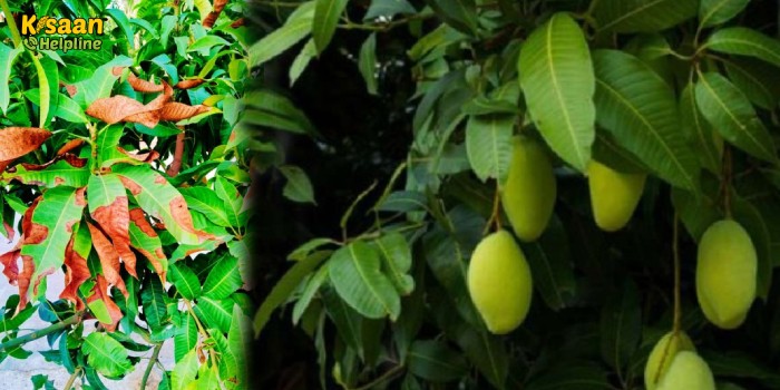 आम में अत्यधिक साल्ट (नमक) की वजह से होने वाले नुकसान को (दुष्प्रभाव) कैसे करें प्रबंधित?