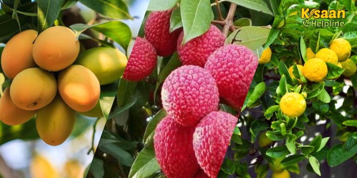 जाड़े में फल फसलों की कैसे करें प्रबंधित की अधिक से अधिक मिले लाभ?