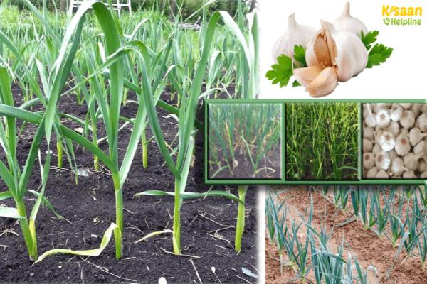 लहसुन व प्याज के प्रमुख कीट व बीमारियां एवं उनके निदान