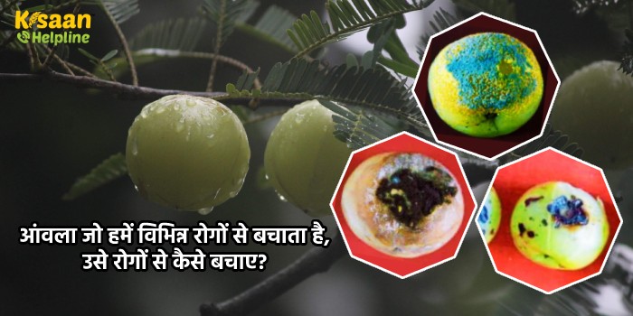 आंवला जो हमें विभिन्न रोगों से बचाता है, उसे रोगों से कैसे बचाए?