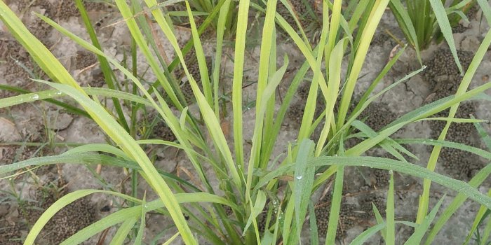 धान में आयरन की कमी को कैसे करें प्रबंधित?