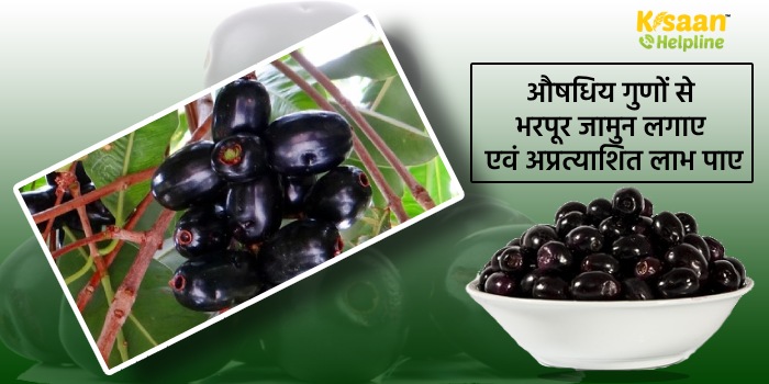 औषधिय गुणों से भरपूर जामुन लगाए एवं अप्रत्याशित लाभ पाए
