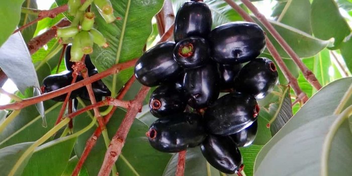 आइए जानते है जामुन की उन्नत किस्मों के बारे में