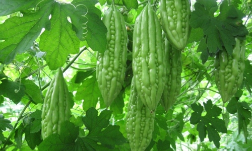 करेला की उन्नतिशील खेती