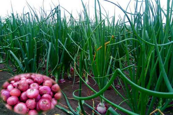 प्याज एक महत्वपूर्ण सब्जी एवं मसाला फसल