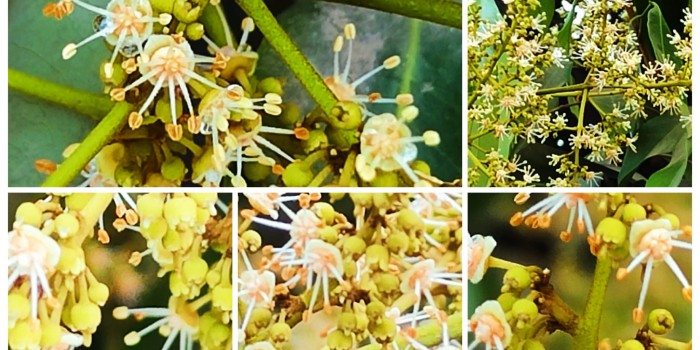 आइए दिखाए फलों की रानी, लीची के फूलों की दुनिया