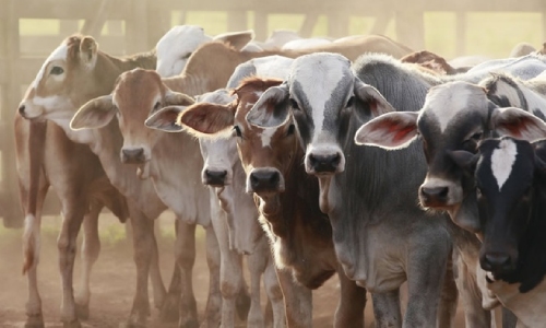 Livestock Contribution to the Indian Economy