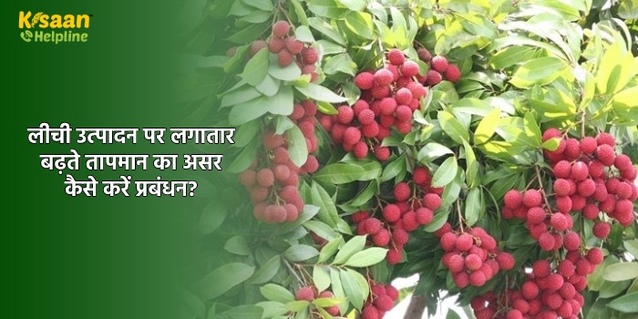 लीची उत्पादन पर लगातार बढ़ते तापमान का असर कैसे करें प्रबंधन?