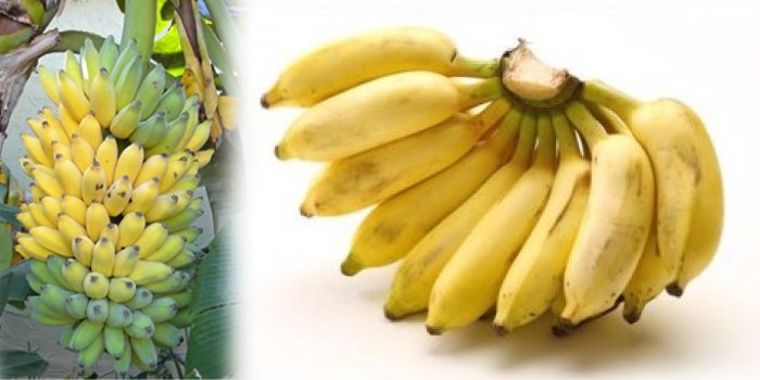 मालभोग केला - प्राइड ऑफ बिहार 