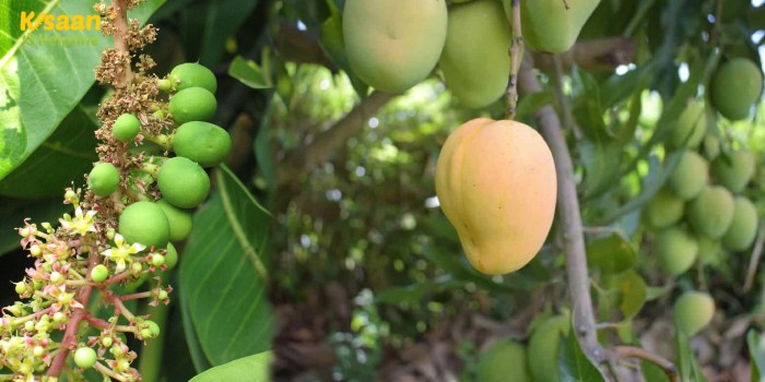 आम मे मुख्य तने से मंजर एवम् फल (कॉलीफ्लरी) बने तो हो जाए सावधान