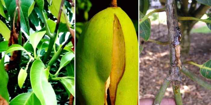 आम की सफल खेती के लिए आवश्यक है की इसमें लगनेवाले रोग एवं कीड़ों का ससमय प्रबंधन किया जाय