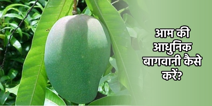 आम लगाने का मौसम आ गया अधिक से अधिक आम लगाए, आम की आधुनिक बागवानी कैसे करें?