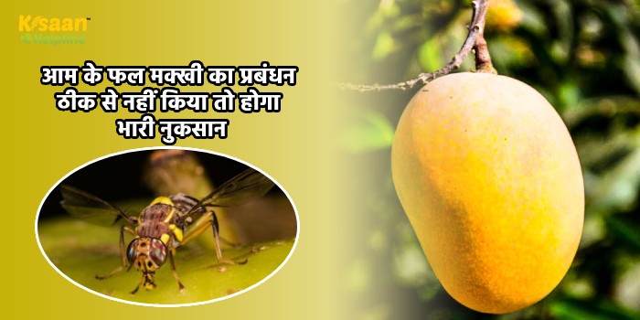 आम के फल मक्खी का प्रबंधन ठीक से नहीं किया तो होगा भारी नुकसान