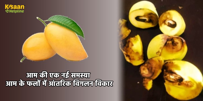 आम की एक नई समस्या आम के फलों में आंतरिक विगलन विकार