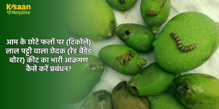 आम के छोटे फलों पर (टिकोले)  लाल पट्टी वाला छेदक (रेड बैंडेड बोरर) कीट का भारी आक्रमण कैसे करें प्रबंधन?