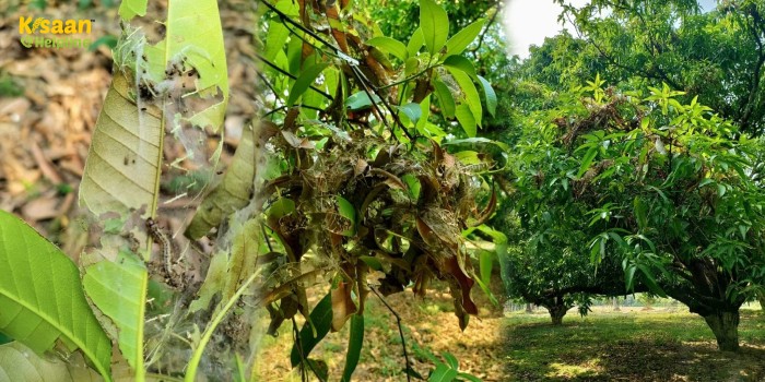 आम के बागों में जाला बनाने वाला कीट (लीफ वेबर) की बढ़ती समस्या को कैसे करें प्रबंधित?