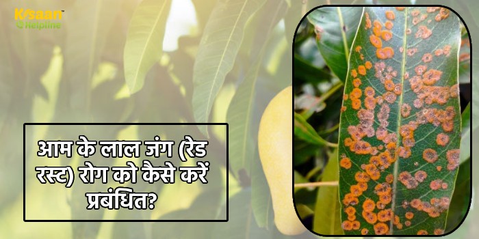 आम के लाल जंग (रेड रस्ट) रोग को कैसे करें प्रबंधित?