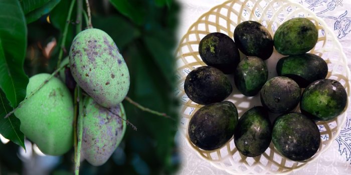 आम में सूटी मोल्ड रोग-कीट का प्रबंधन कैसे करें?