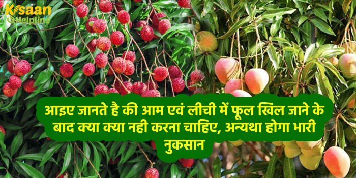 आइए जानते है की आम एवं लीची में फूल खिल जाने के बाद क्या क्या नही करना चाहिए, अन्यथा होगा भारी नुकसान