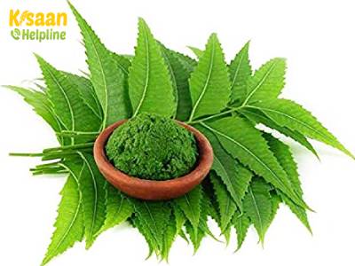 नीम की कृषि और मानव जीवन में महत्वपूर्ण भूमिका