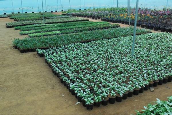 मसाला एवं सुगंध पौधों की नर्सरी को एक उद्यम के रूप में अपनाने से औद्योगिक विकास एवं स्वरोजगार की प्रबल सम्भावनाएँ