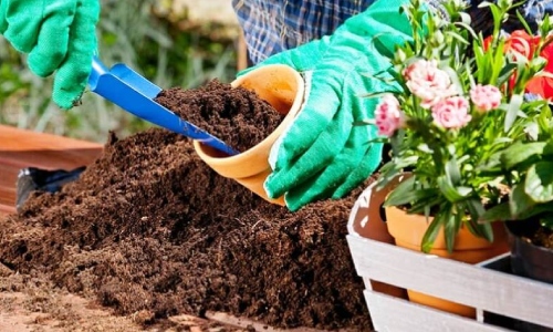 गमलों में किचन गार्डनिंग या बागवानी