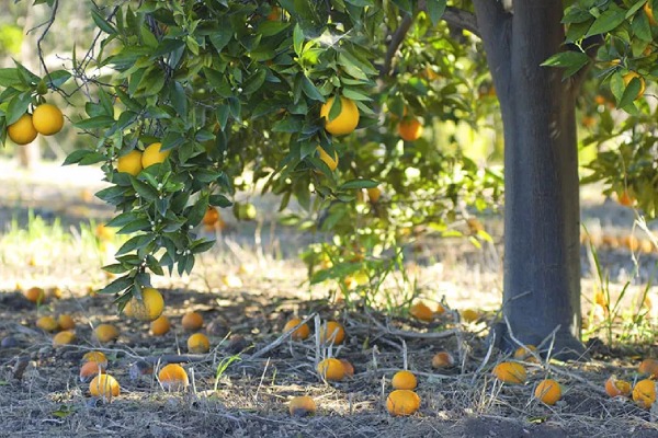 नींबू में फल झड़ने की समस्या को कैसे करें प्रबन्धित?