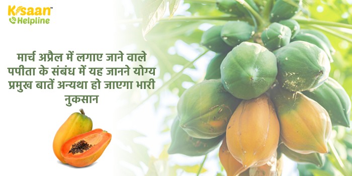 मार्च अप्रैल में लगाए जाने वाले पपीता के संबंध में यह जानने योग्य प्रमुख बातें अन्यथा हो जाएगा भारी नुकसान