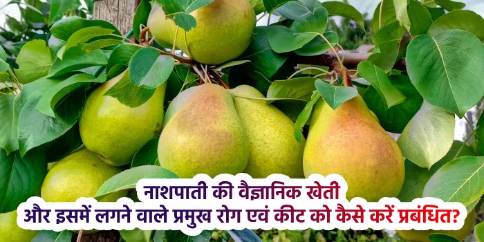 नाशपाती की वैज्ञानिक खेती और इसमें लगने वाले प्रमुख रोग एवं कीट को कैसे करें प्रबंधित?