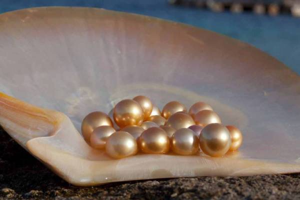 मोती की फसल किसान के लिए मुनाफे का सौदा