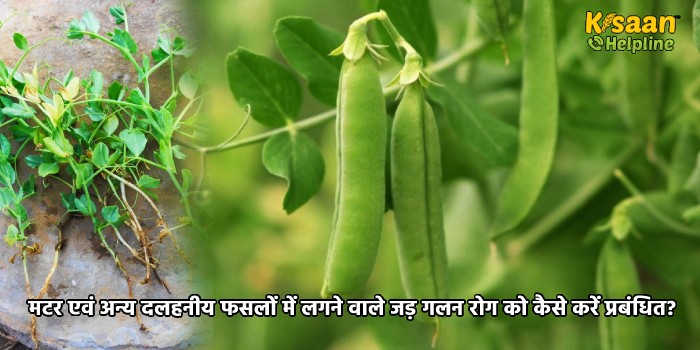 मटर एवं अन्य दलहनीय फसलों में लगने वाले जड़ गलन रोग को कैसे करें प्रबंधित?